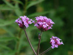 Verbena bonariensisIJzerhard bestellen